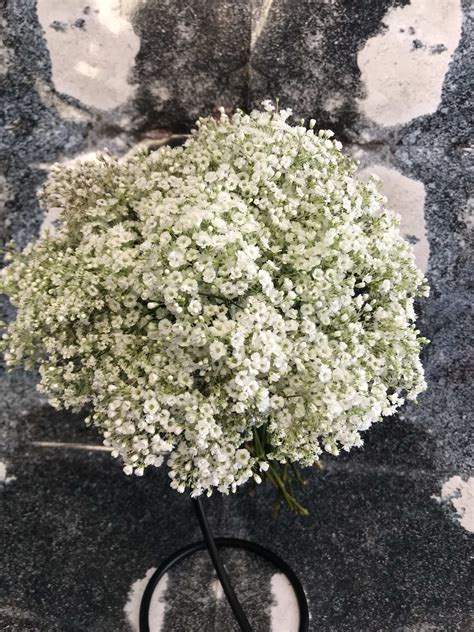 givenchy gypsophilia|A baby’s breath bouquet from Givenchy .